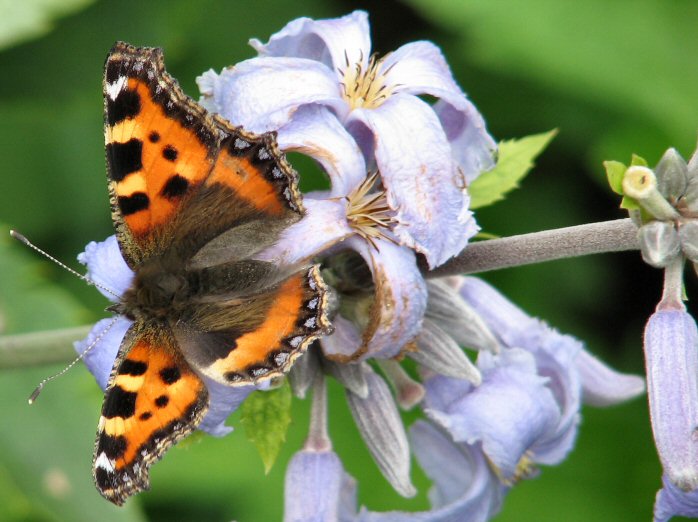 Small Tortoiseshell, Cotehele