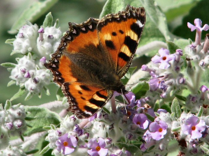 Small Tortoiseshell, Cotehele