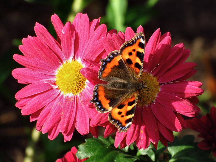 Small Tortoiseshell, Cotehele