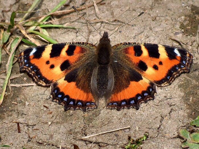 Small Tortoiseshell, Saltram