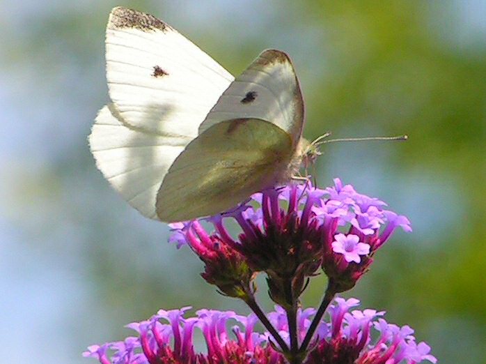 Small White, Cotehele Gardens