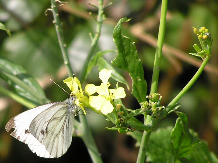 Small White, Slapton Ley, Devon