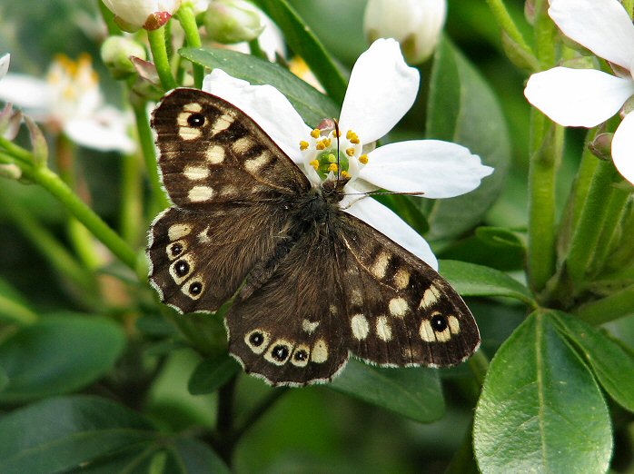 Speckled Wood, Cotehele