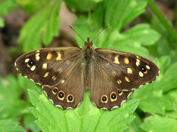 Speckled Wood, Cotehele