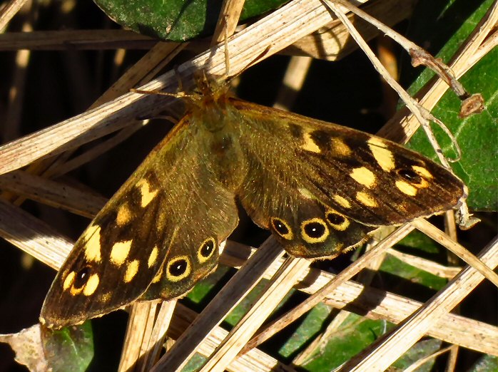 Speckled Wood, Wembury, Devon