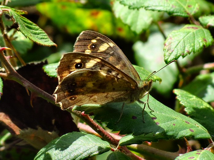 Speckled Wood, Whitsand Bay, Cornwall