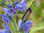 Six-spot Burnet