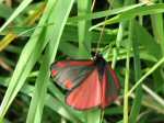 Cinnabar Moth