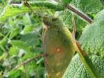 Clouded Yellow