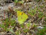 Clouded Yellow