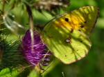 Clouded Yellow