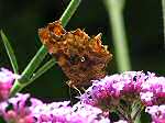 Comma, Cotehele Gardens