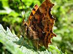 Comma, Slapton Ley