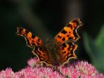 Comma