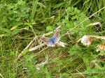 Common Blue, Glebe