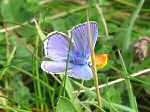 Common Blue, Glebe Cliffs