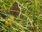 Common Blue, Glebe Cliffs