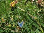 Common Blue, Glebe Cliffs