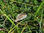 Common Blue