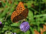 Dark Green Fritillary