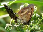 Gatekeeper, Whitsand Bay, Cornwall