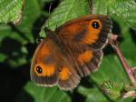 Gatekeeper, Whitsand Bay, Cornwall