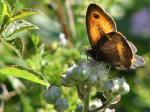 Gatekeeper, Whitsand Bay, Cornwall