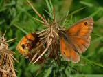 Gatekeeper, Dartmoor