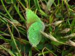 Green Hairstreak