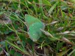 Green Hairstreak