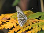 Green-veined White