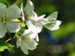 Green-veined White