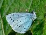 Holly Blue