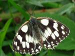 Marbled Whites