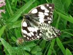 Marbled White, Penlee Point