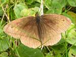 Meadow Brown, Glebe Cliffs