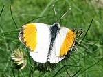 Orange Tip