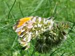 Orange Tip - Male