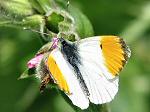 Orange Tips