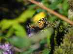 Painted lady, Plymouth Hoe