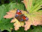 Peacock Butterfly, Cotehele Gradens