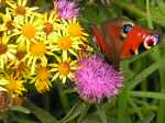 Peacock Butterfly, Rame Head