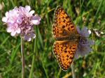 Small Pearl-bordered Fritillary