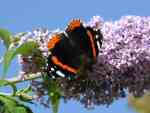 Red Admiral, Plymouth Hoe