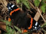 Red Admiral, Slapton Ley