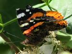 Red Admiral, Slapton Ley