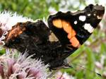 Red Admiral, Slapton Ley