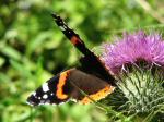 Red Admiral