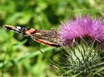 Red Admiral, Whitsand