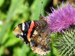 Red Admiral, Whitsand